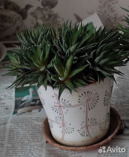 Комнатные цветы толстянка хавортия полосатая