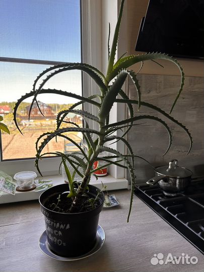 Алоэ столетник 3 года