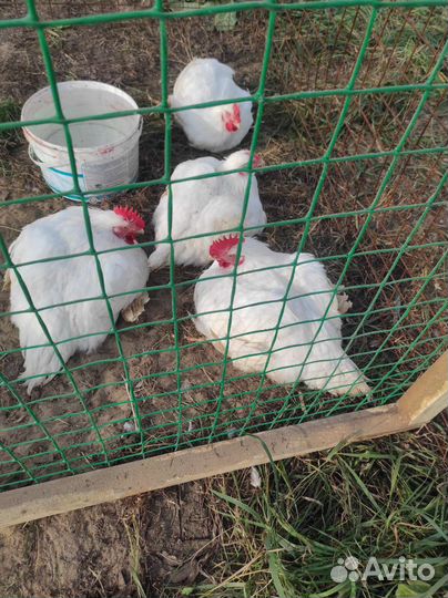 Курочка домашняя