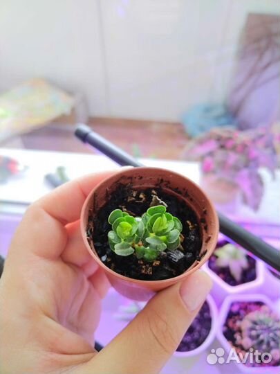 Кактусы и суккуленты