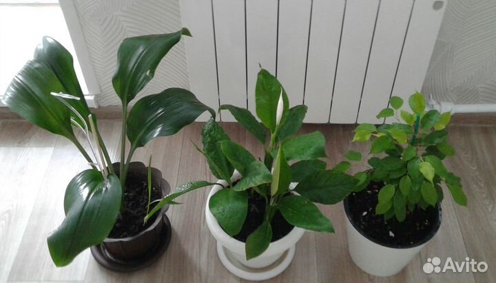 Фикус и другие