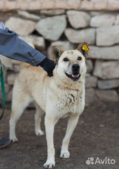 Собака в добрые руки
