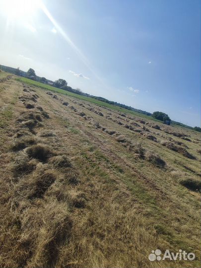 Продажа сена в тюках