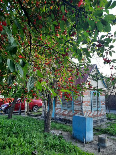 Участок 4 сот. (СНТ, ДНП)