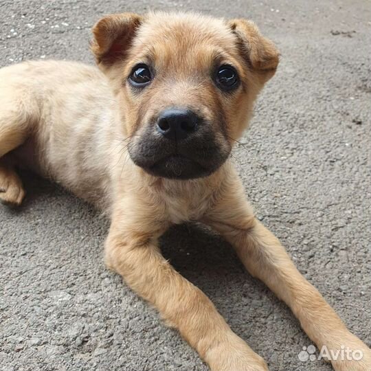 Собака