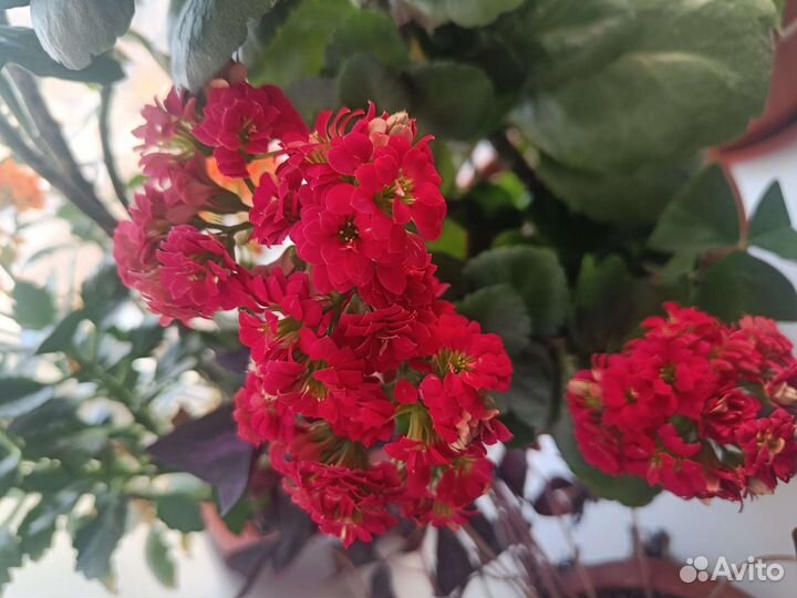 Каланхоэ красный, оранжевый, розовый