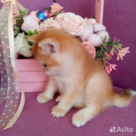Британские котята золотая шиншилла