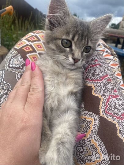 Котенок в добрые руки