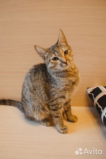 Кошечка Фиби, 1 год (из приюта)