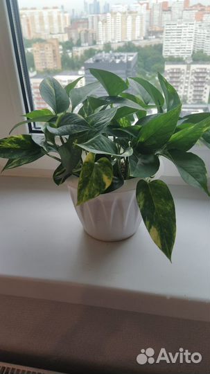 Эпипремнум золотистый Epipremnum aureum сциндапсус