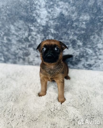 Пти брабансон