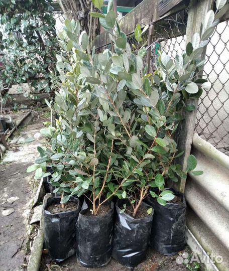 Фейхоа Суперба