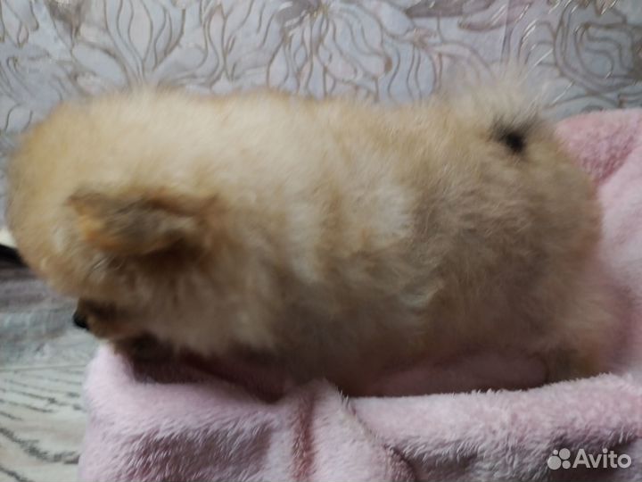 Щенки малый немецкий шпиц