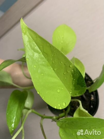 Сциндапсус много сортов