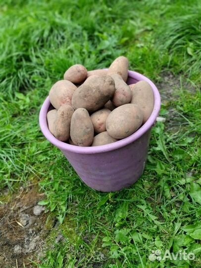 Продам картофель с доставкой