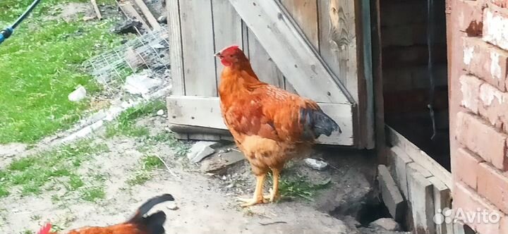 Молодые петушки Кучинская Юбилейная