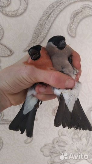 Певчие птицы