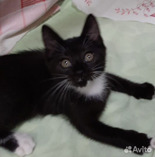 Котенок-девочка 3 мес