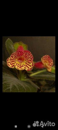 Калерия сорт silver feather