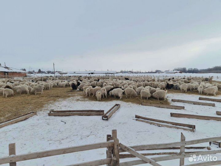 Оренбургский натуральный пух