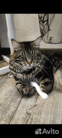 Кот мейн-кун вязка