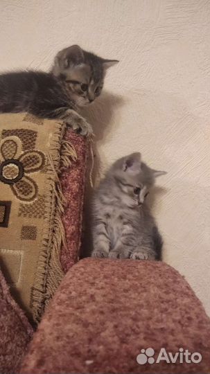 Котятки в добрые руки