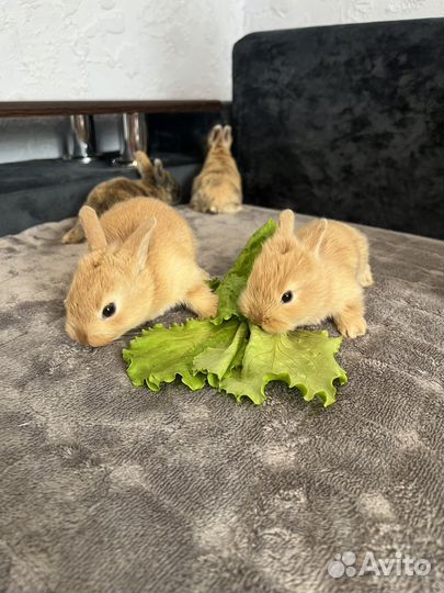 Декоративные кролики