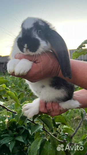 Кролики,крольчата