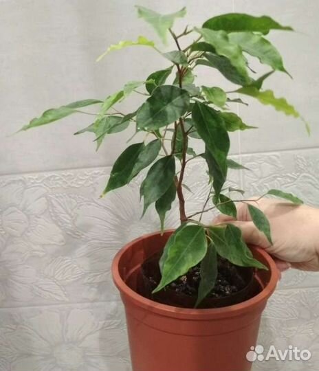 Фикус Эльдорадо и фикус Кинки