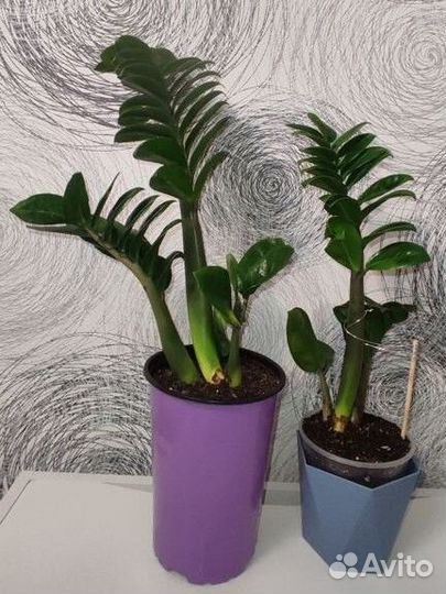 Замиокулькас зензи жук