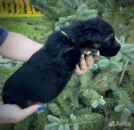 Высокопородные щенки Немецкой Овчарки