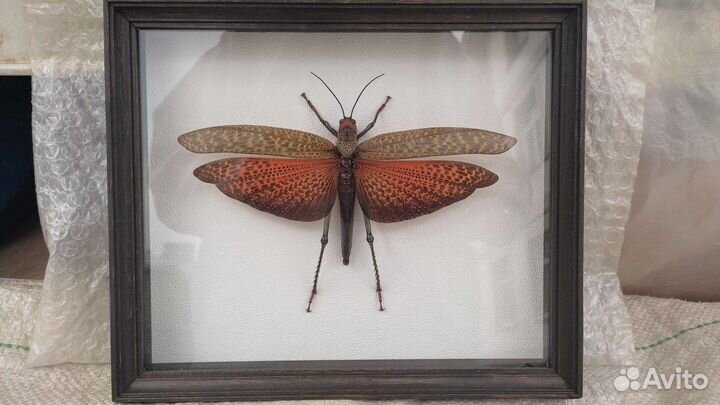 Кузнечик (кобылка) в рамке