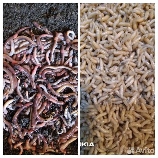 Червь, опарыш для рыбалки