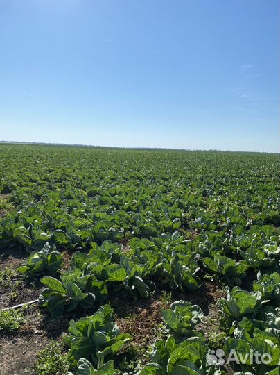 Капуста оптом от производителя