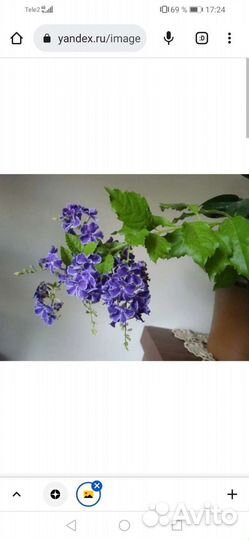 Дуранта комнатная