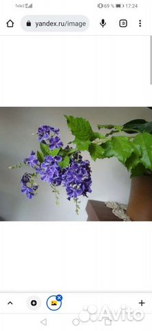 Дуранта комнатная