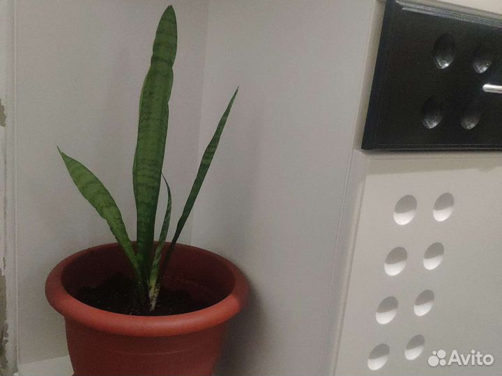 Сансевиерия