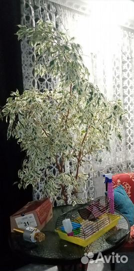 Фикус бенджамина пестролистный