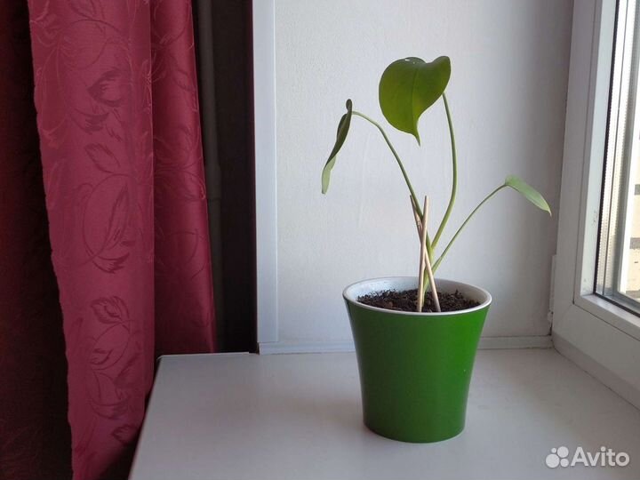 Цветы в горшках