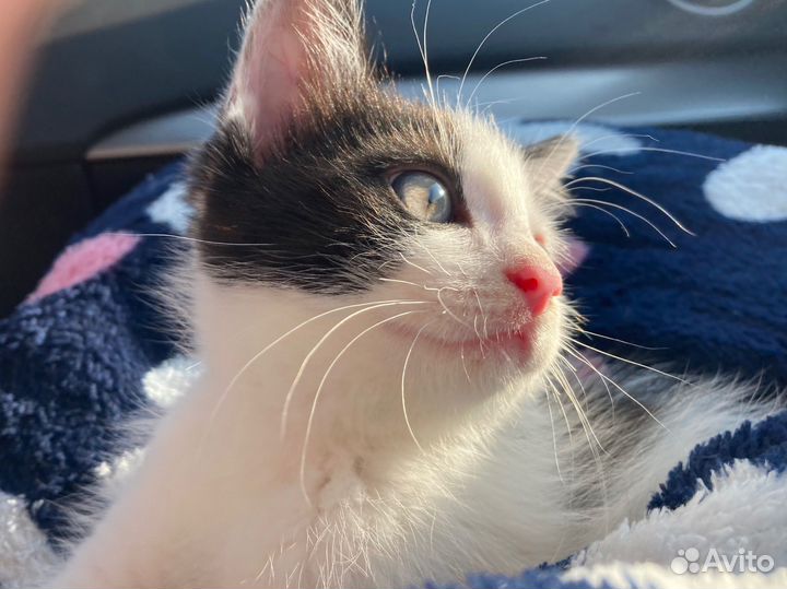Кот в добрые руки