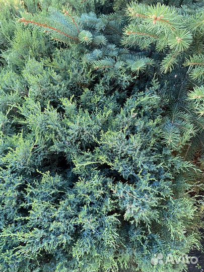 Можжевельник Кнап