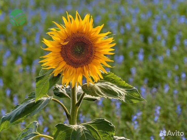 Гибриды семян кукурузы и подсолнечника