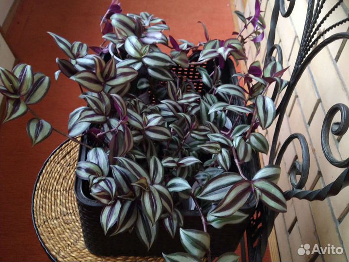 Традесканция (зебрина), сортовые фиалки