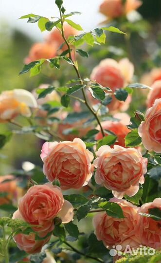 Кустовые розы для Сибири