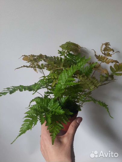 Папоротник разные