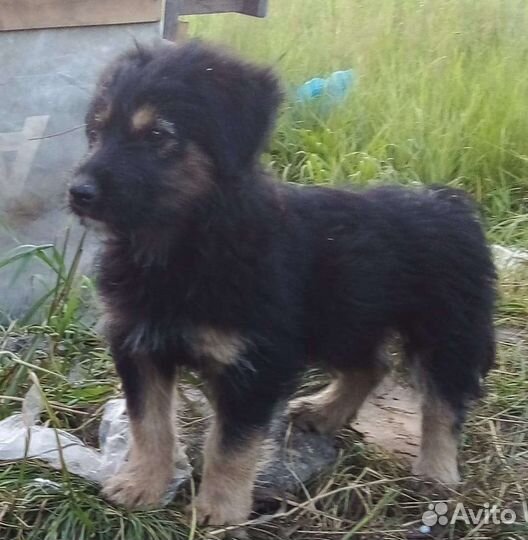 Собака в добрые руки отдам бесплатно