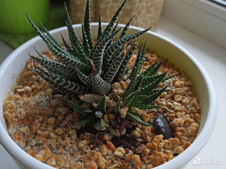 Хавортия полосатая с детками