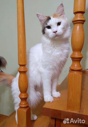 Кошечка Мейн-кун биколор