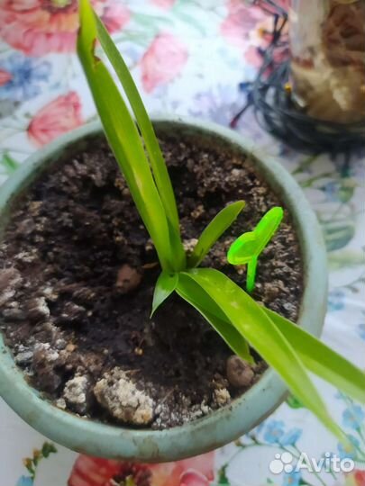 Хлорофитум