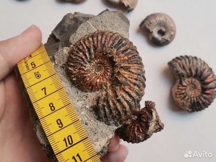 Окаменелости аммониты